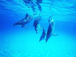 Dauphins