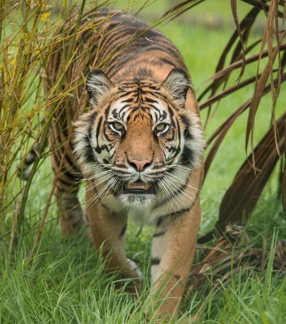 Danse des 4 Animaux - partie 1 - Le Tigre