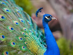 Une image contenant oiseau, paon, plume, PhasianidaeLe contenu g n r  par l IA peut  tre incorrect.